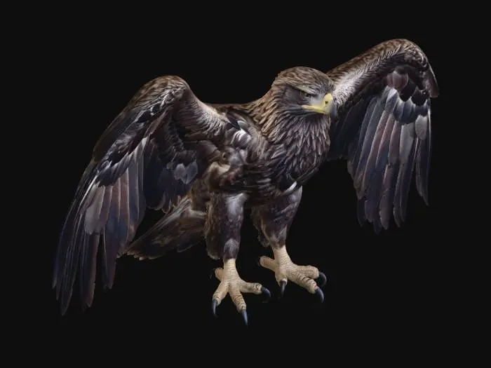 3D model for Roc