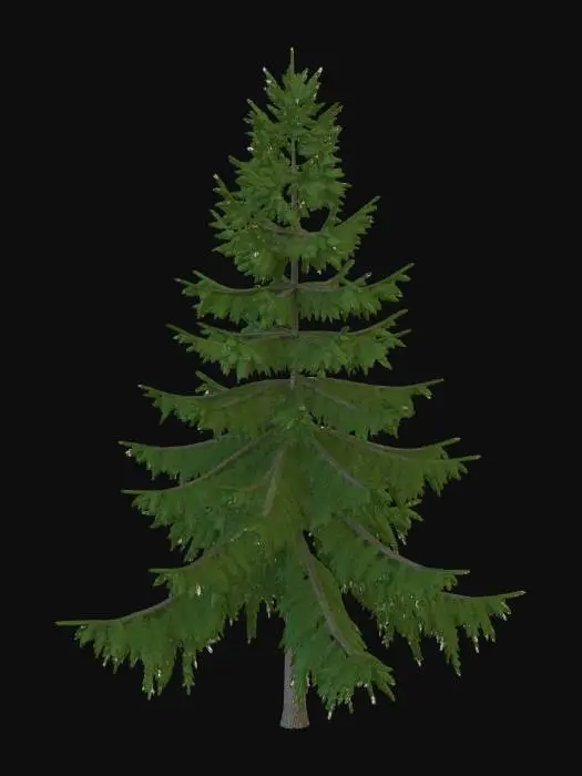 3D model for Norway Spruce 2