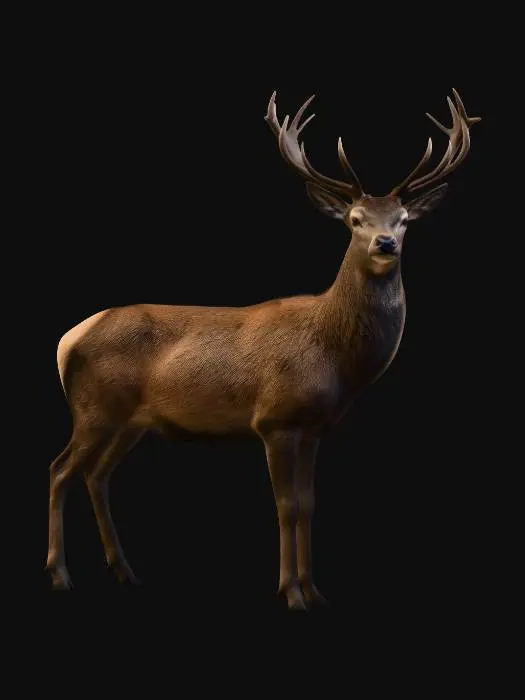 3D model for Red Deer Stag