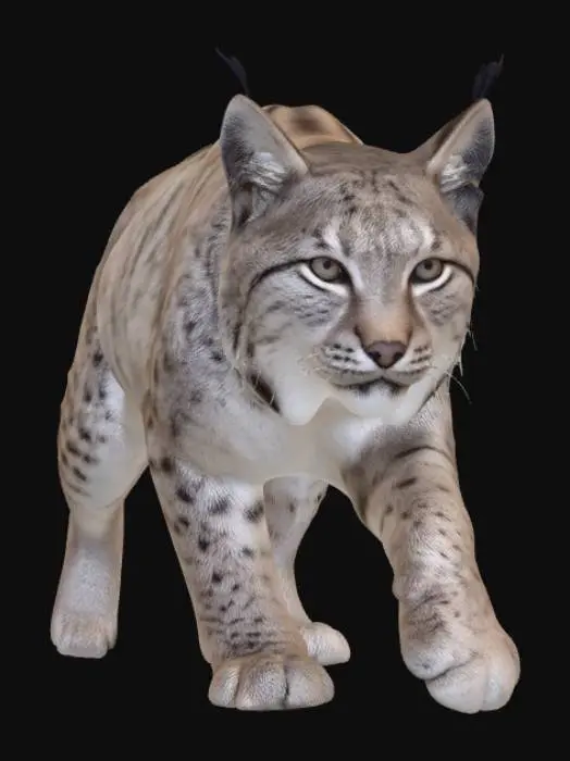 3D model for Carpathian Lynx