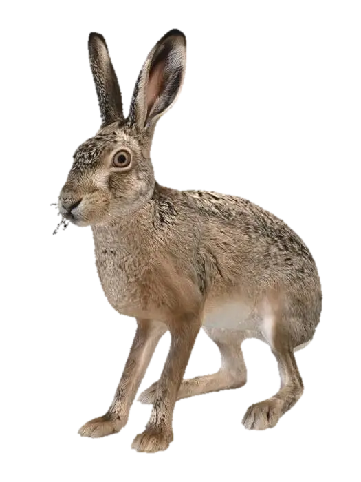 European Hare 3D model, vytvořený pomocí AI