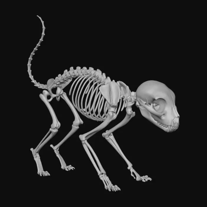 3D model for Skeletal Cat 2