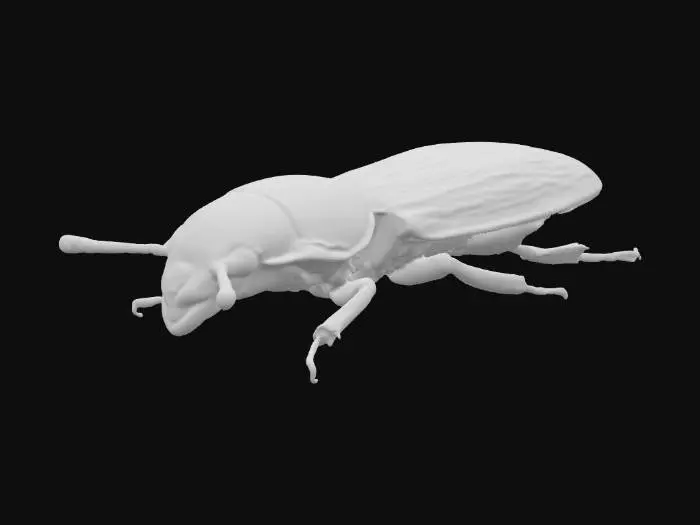 3D model for Darkling Beetle Viewed from Above