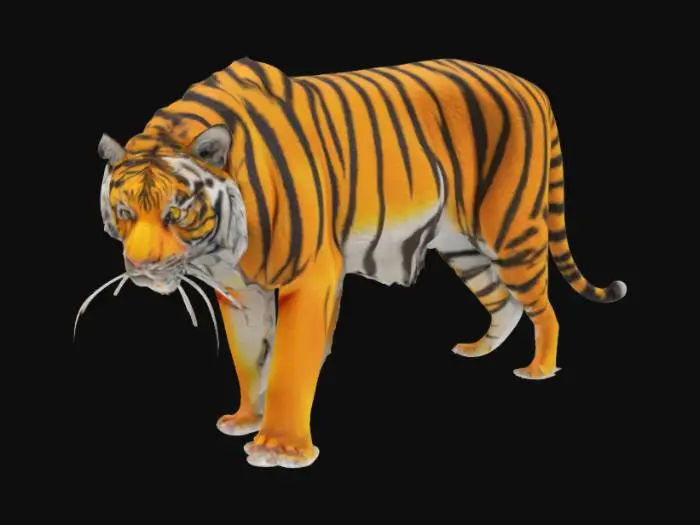3D model for Bengal Tiger
