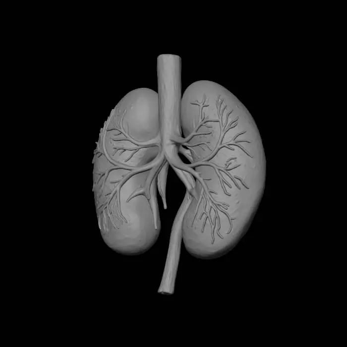 3D model for Lungs and Trachea