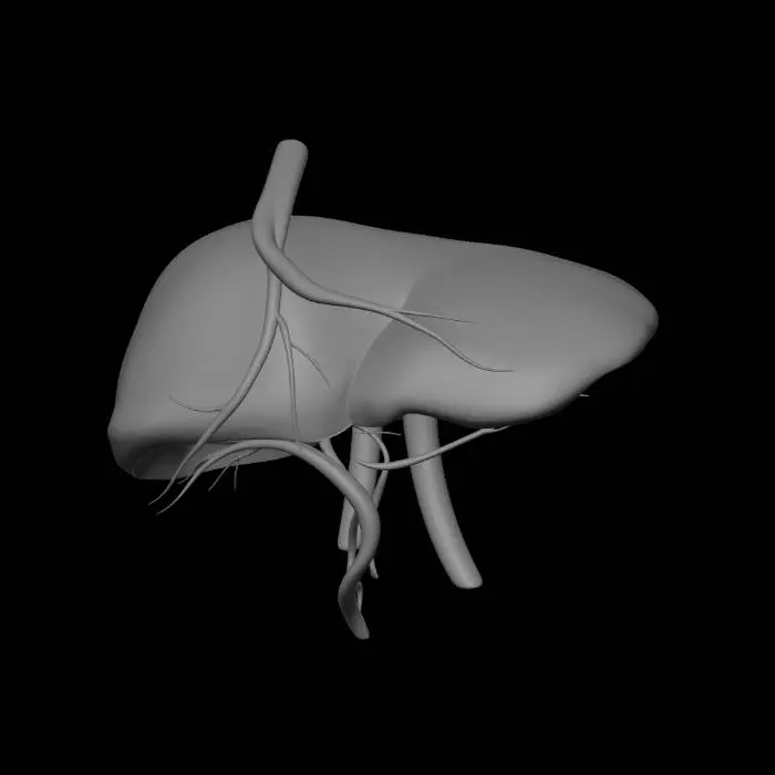 3D model for Shoulder vasculature and nerves