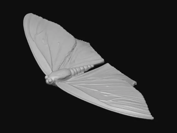 3D model for Golden Wing on Gravel