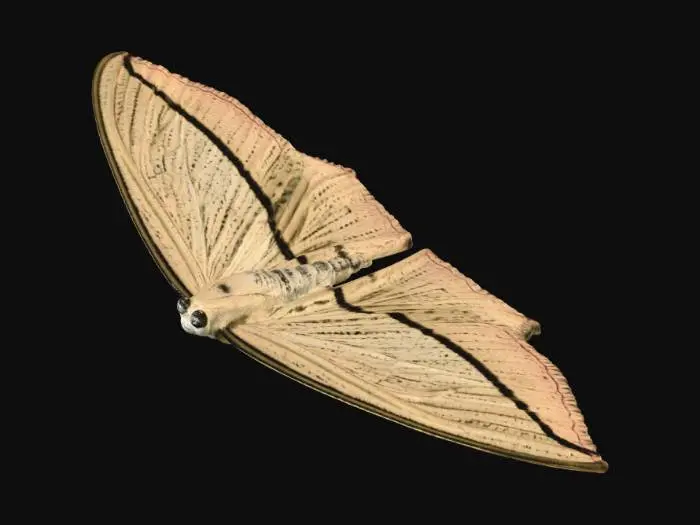 3D model for Golden Wing on Gravel