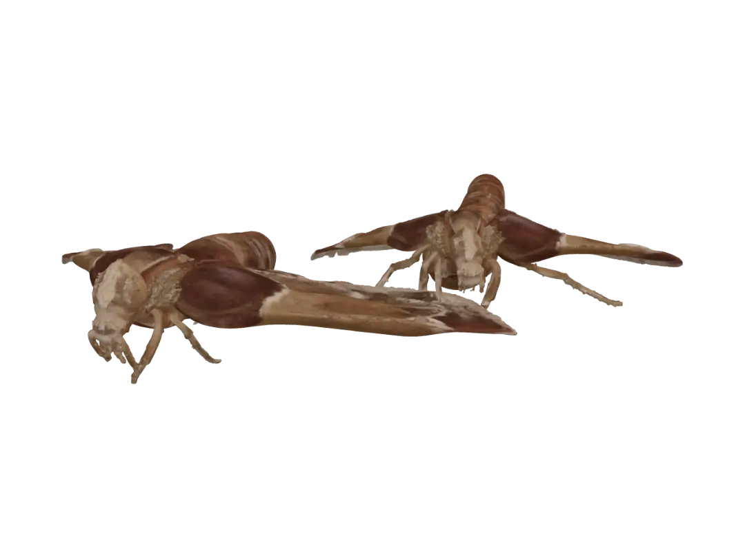 moth