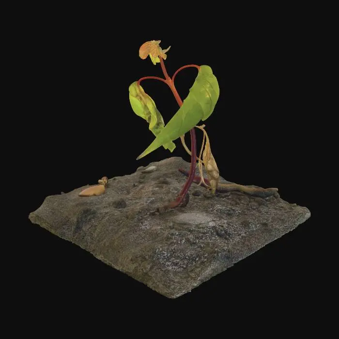 3D model for Heart in the Dust