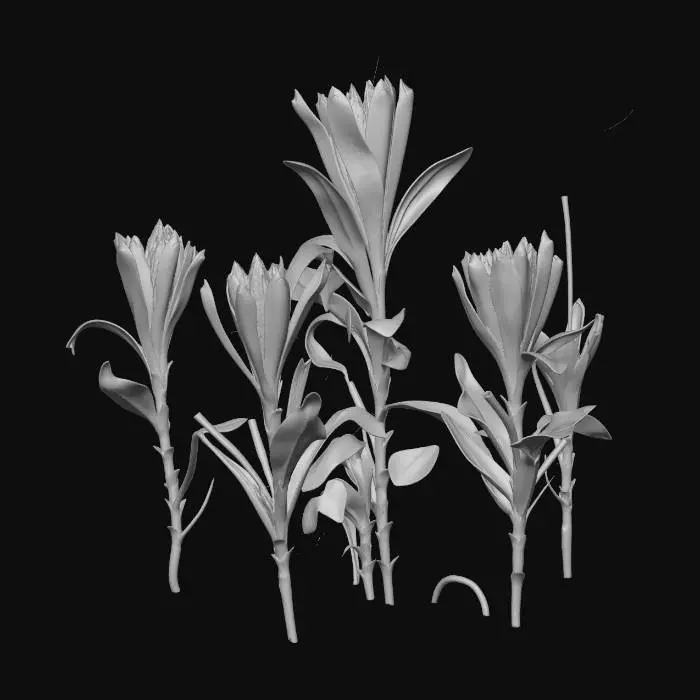 3D model for Emergence in Dry Grass