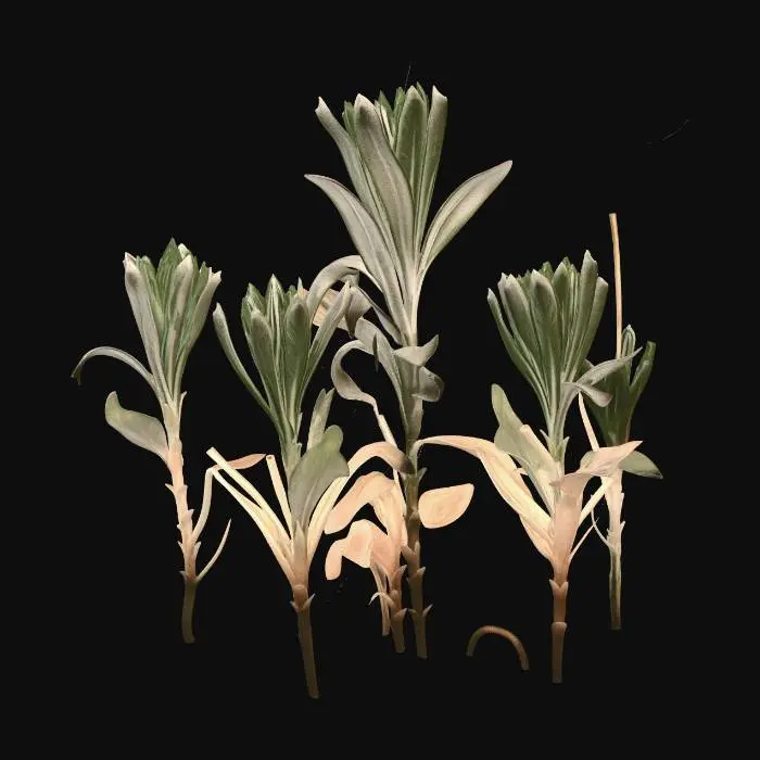 3D model for Emergence in Dry Grass