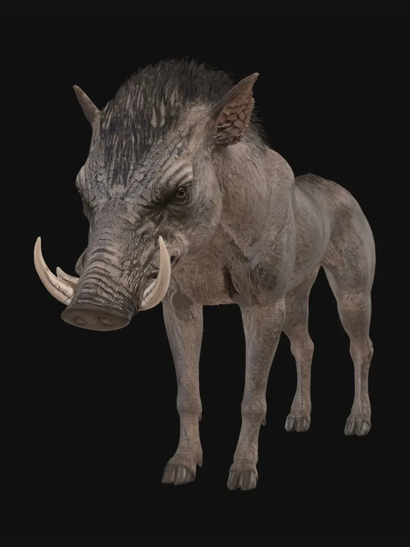 boar