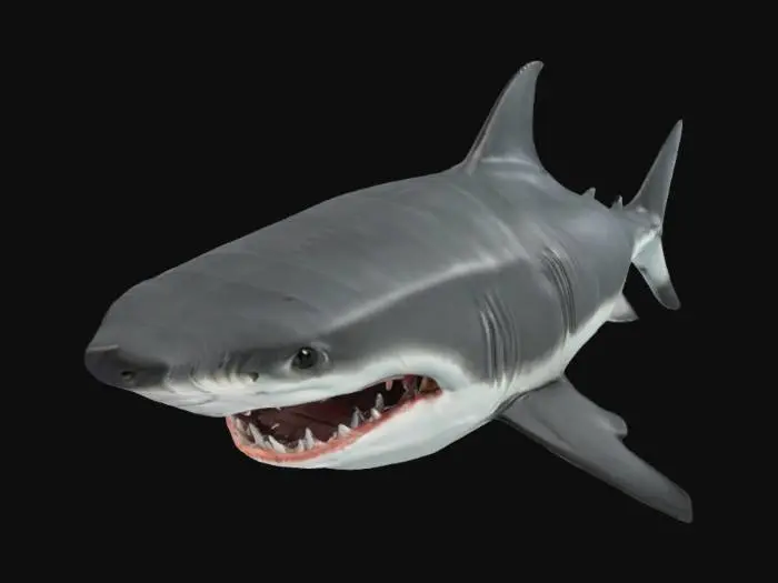 3D model for Сделай акулу классическую которые в море ворту будет зубы и всё пусто
