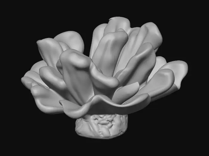 3D model for Ocean Bloom