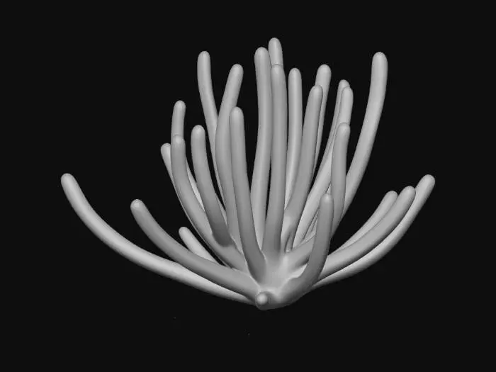 3D model for Coral Serenity