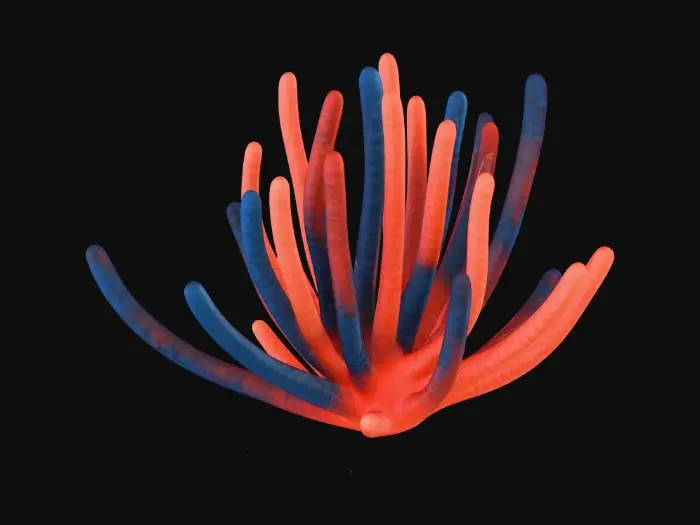 3D model for Coral Serenity