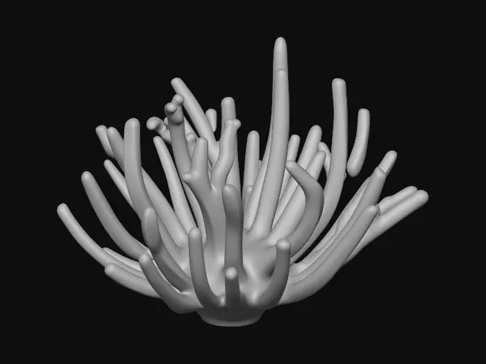 3D model for Red Coral Growth