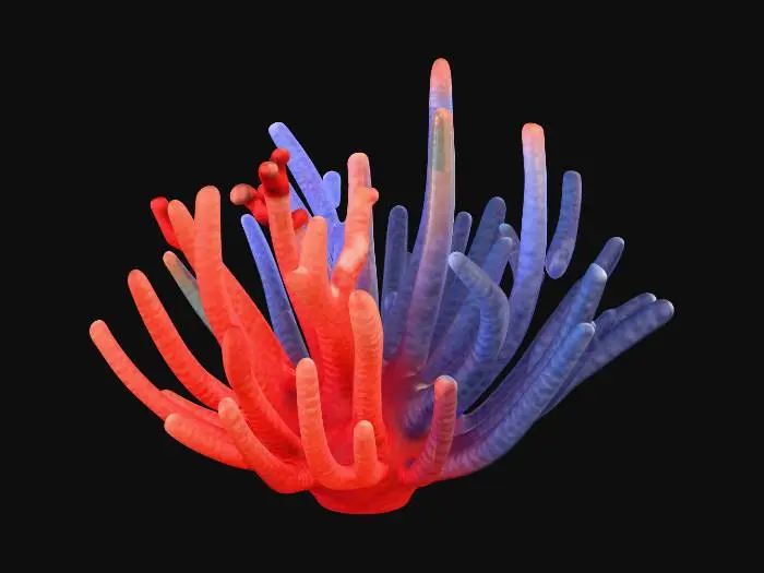 3D model for Red Coral Growth