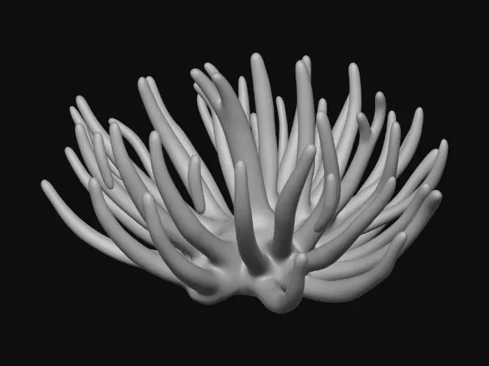 3D model for Blue Anemone