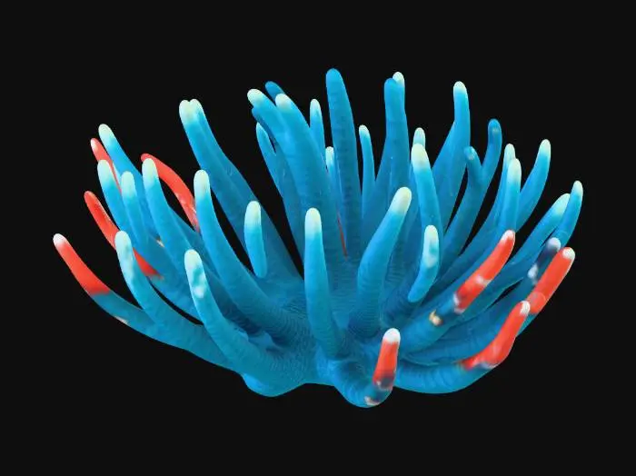 3D model for Blue Anemone