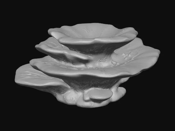 3D model for Yellow Coral Formation