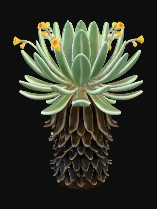 3D model for Frailejon