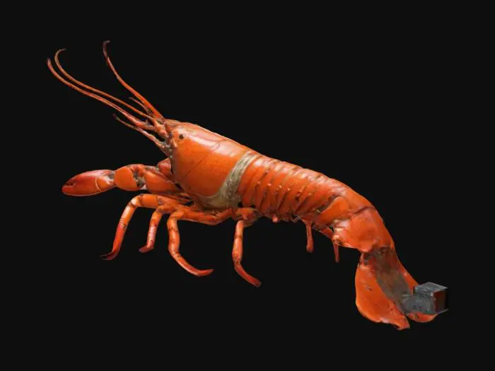 3D model for Create a realistic 3D model of a spiny lobster, focusing on detailed anatomy and lifelike textures. Include a segmented, rugged exoskeleton with vibrant orange and reddish hues, transitioning to darker tones at the edges. Add long, curved antennae, articulated legs with visible joints and spines, and sensory hairs. The abdomen should feature distinct segments, and the fan-shaped tail should display bright orange tones with detailed patterns. Apply subtle gloss for a wet, aquatic look.