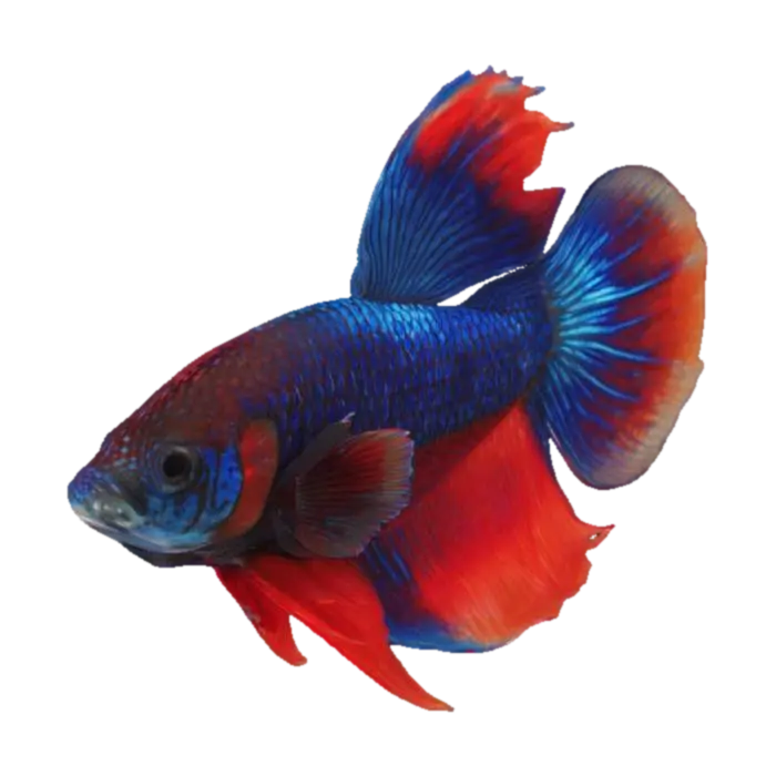 fish