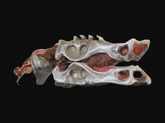 3D model for Scorn organic weapon