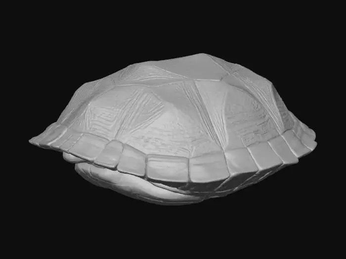 3D model for Prismatic turtle shell