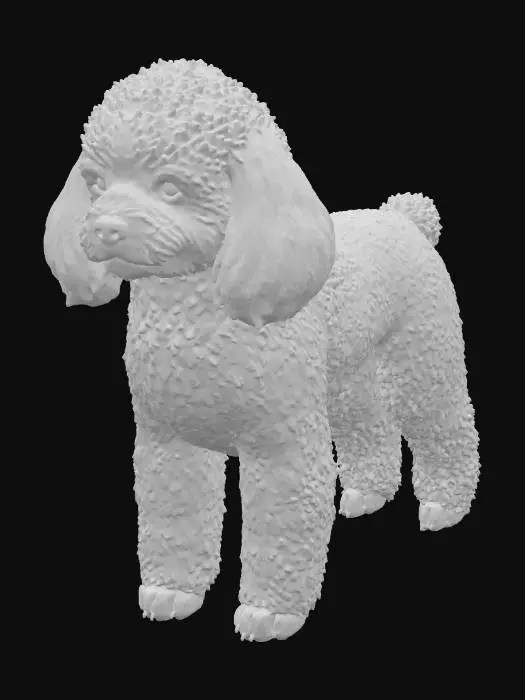 3D model for Fluffy Poodle Illustration