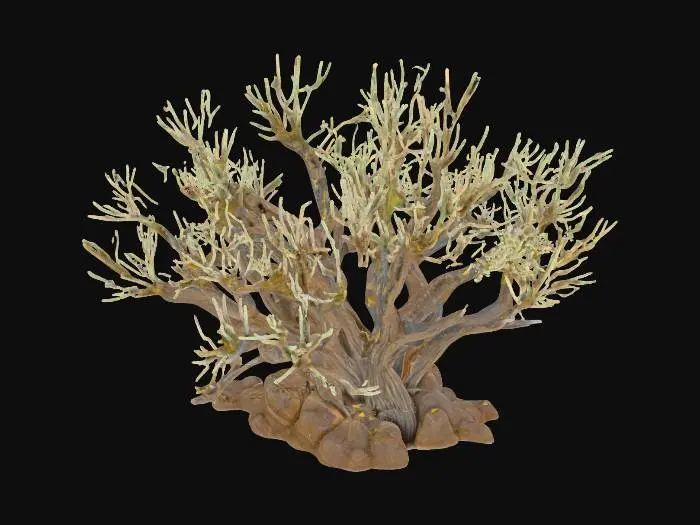 3D model for A 1.0 meter tall arid shrub clump forms a slightly asymmetrical, rounded mass, characteristic of resilient desert flora. Its woody stems are gnarled and partially exposed through the sparse, dry foliage. The small leaves, ranging from muted olive greens to parched yellows and light browns, have a brittle, papery texture and feel dry to the touch. The rough bark of the branches adds a coarse tactile quality, contributing to its overall rugged and untamed appearance.