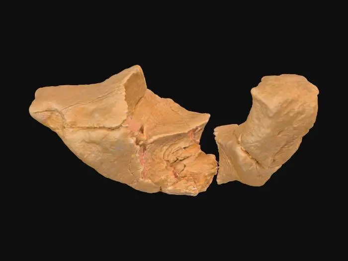 3D model for A broken sandstone rib segment, presenting a distinct missing chunk on one end, revealing the raw, fractured interior of the rock. The remaining edge around this void features a jagged, fractured lip, indicating natural breakage and erosion. Despite the damage, its layered sedimentary strata maintain a consistent direction, suggesting its origin from a larger, continuous formation. Composed of granular sandstone, it exhibits warm ochre and reddish-brown tones, with a rough, weathered texture across its fragmented form.