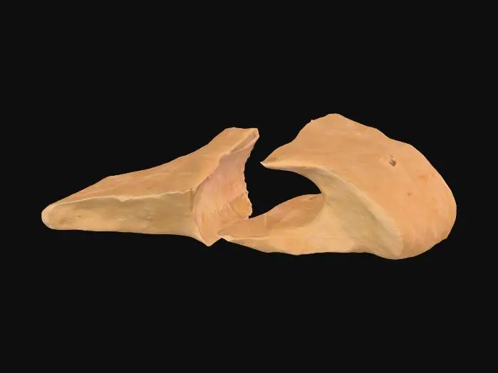 3D model for A second broken sandstone rib segment, this one featuring a prominent midspan hole that pierces through its robust form, creating a weathered aperture. The inner edges of this hole are jagged and irregular, suggesting natural erosion or forceful impact. Despite the central void, it retains its flat end caps, making it suitable for modular tiling. Composed of granular sandstone, it exhibits warm ochre and reddish-brown hues, with a rough, weathered texture across both its exterior and the exposed interior of the hole.