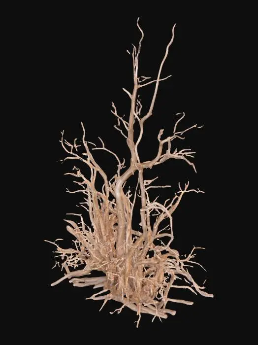 3D model for A dead desert shrub, standing approximately 0.7 meters tall, forms a desolate, tangled mass of dry, skeletal twigs with no remaining leaves. Its woody structure is severely sun-bleached, exhibiting faded, pale grays and desaturated browns, giving it an aged, brittle appearance. Many twigs are snapped and broken, creating sharp, uneven ends that add to its desolate character. The texture is uniformly dry and rough to the touch, feeling fragile and easily splintered.