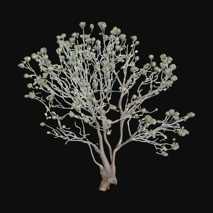 3D model for An arid, saltbush-like shrub stands approximately 0.8 meters tall, forming a dense, irregular bush. It is characterized by a multitude of thin, wiry twigs that branch outwards, supporting a profusion of small, oval-shaped leaves. The foliage possesses a distinct, muted gray-green coloration, heavily overlaid with a fine, pale dusty appearance, giving it a parched and subtle matte finish. Its texture feels dry and slightly brittle to the touch, with the woody twigs providing a rougher, gnarled tactile quality.