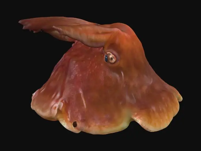 3D model for Blobber