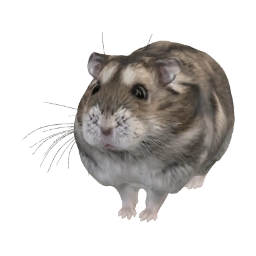 hamster