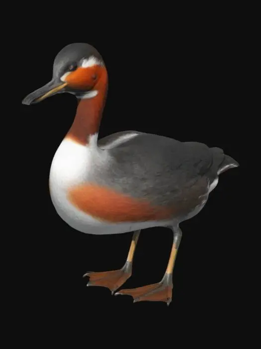 3D model for Create a detailed 3D model of a red-necked grebe (Podiceps grisegena). Focus on its slender, streamlined body with dark greyish-brown plumage on the back and wings, and a pale grey underside. The bird has a distinctive reddish-orange patch around its neck, which stands out against its dark head and pale face. Its sharp, black beak is long and slender, and it has short, delicate legs. Capture the bird's graceful, elegant form, emphasizing its vibrant red neck and sleek feather