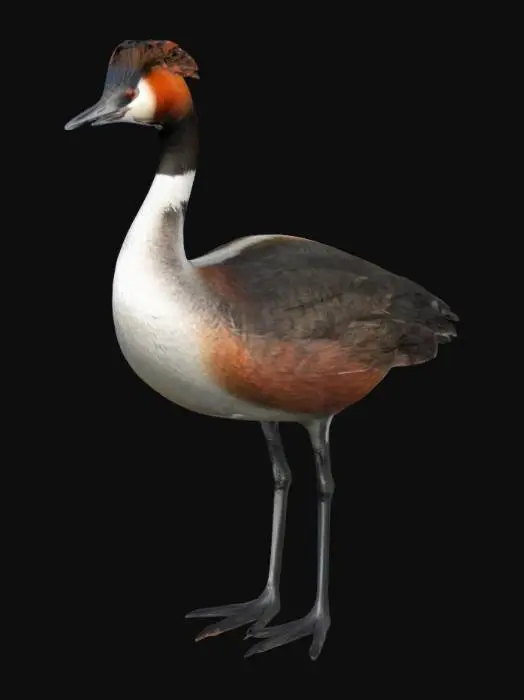 3D model for Create a 3D model of a great crested grebe (Podiceps cristatus). Focus on its distinctive features: a long, slender body with dark brown and black plumage on the back and wings, transitioning to white on the underside. The bird has a striking black crest on its head, with a reddish-orange patch around the neck. Its sharp, long beak is black, and it has elegant, slender legs. The model should capture the graceful and streamlined form, emphasizing the bird's unique crest and vibrant plumage.