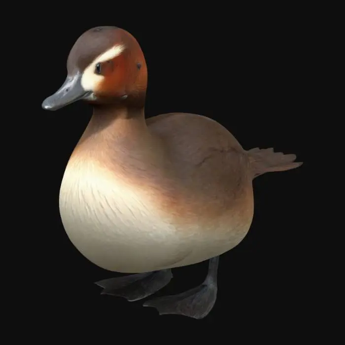 3D model for Create a 3D model of a Little Grebe (Tachybaptus ruficollis). The bird has a compact, rounded body with a short neck. Its plumage is rich brown, transitioning to lighter cream on the throat and face. The back feathers are darker, with subtle texture details. Its sharp beak is pale with a dark tip, and the eye is dark and round. The tail is short and fluffy, with soft, pale feathers. The legs are hidden, but webbed feet are implied
