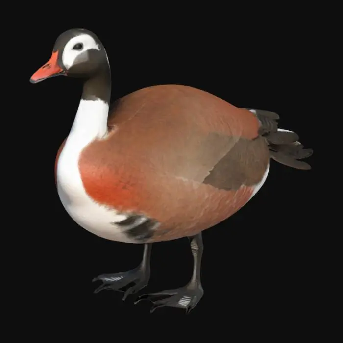 3D model for Create a 3D model of a Red-breasted Goose (Branta ruficollis) with a compact body. The head and neck are black with white patches around the eyes and cheeks. The chest is bright reddish-brown, transitioning to black and white patterns on the sides. The back and wings are black with white stripes. The belly is white. The legs and beak are short and black. Ensure a realistic texture with smooth feather details.