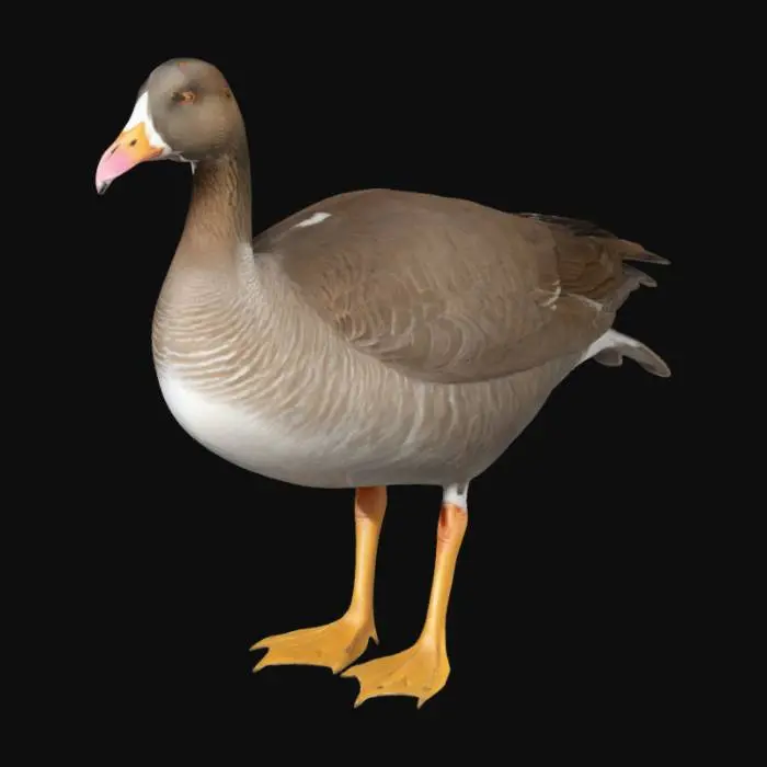 3D model for Create a highly detailed 3D model of a lesser white-fronted The goose has a small white patch above its short, pinkish beak, a golden-yellow eye-ring, and dark brown feathers with fine, layered patterns. The chest is a warm brown, blending smoothly into a lighter underbelly with soft dark barring. The wings are dark with white-edged feathers. The legs are bright orange, slightly scaled, and the tail feathers are black with white tips. Ensure all textures, colors, and proportions are accurate.