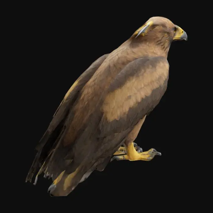 3D model for hyper-realistic 3D model of Eagle. Focus on capturing its grounded, commanding stance. Design layered feathers with smooth brown tones, detailed textures, and subtle gradients. Highlight the bird's sharp, hooked beak with a yellow base and darker tip. Model the talons with scaly textures and sharp black claws. Craft lifelike deep black eyes with glossy reflections. Ensure accurate anatomy, emphasizing its muscular frame and large wings. Pay attention to feather placement and natural proportions.