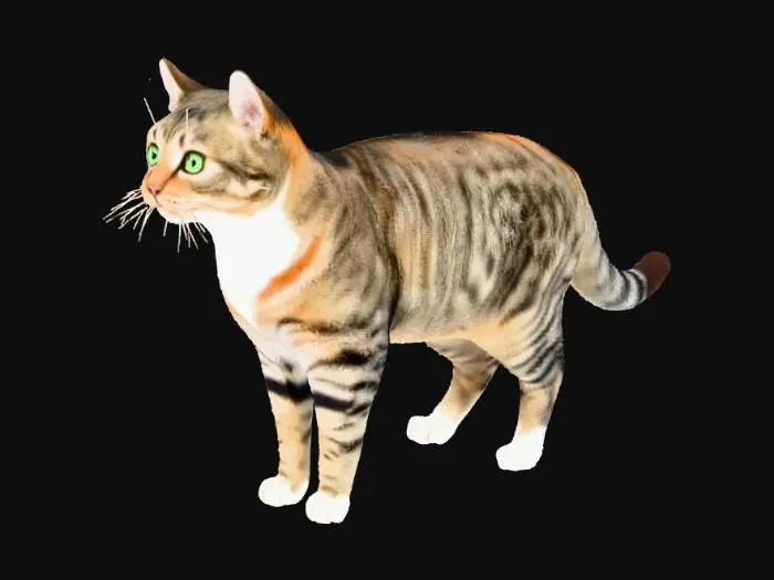 3D model for Graceful Tabby