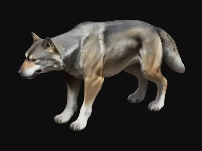 3D model for Giant wolf dog with docked tail, muscular 
