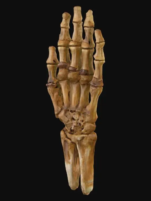 3D model for Ancient Grip