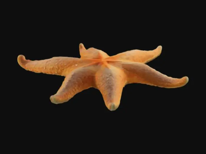 3D model for realistic starfish 
