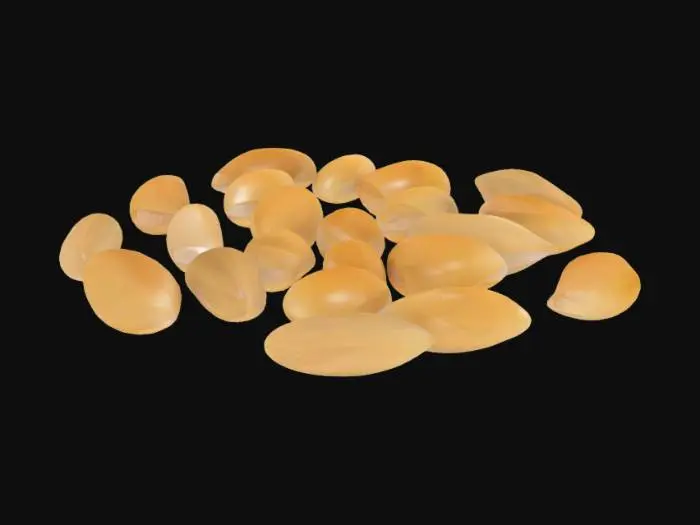 3D model for Melon Seeds